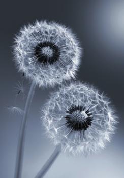 Pusteblumen